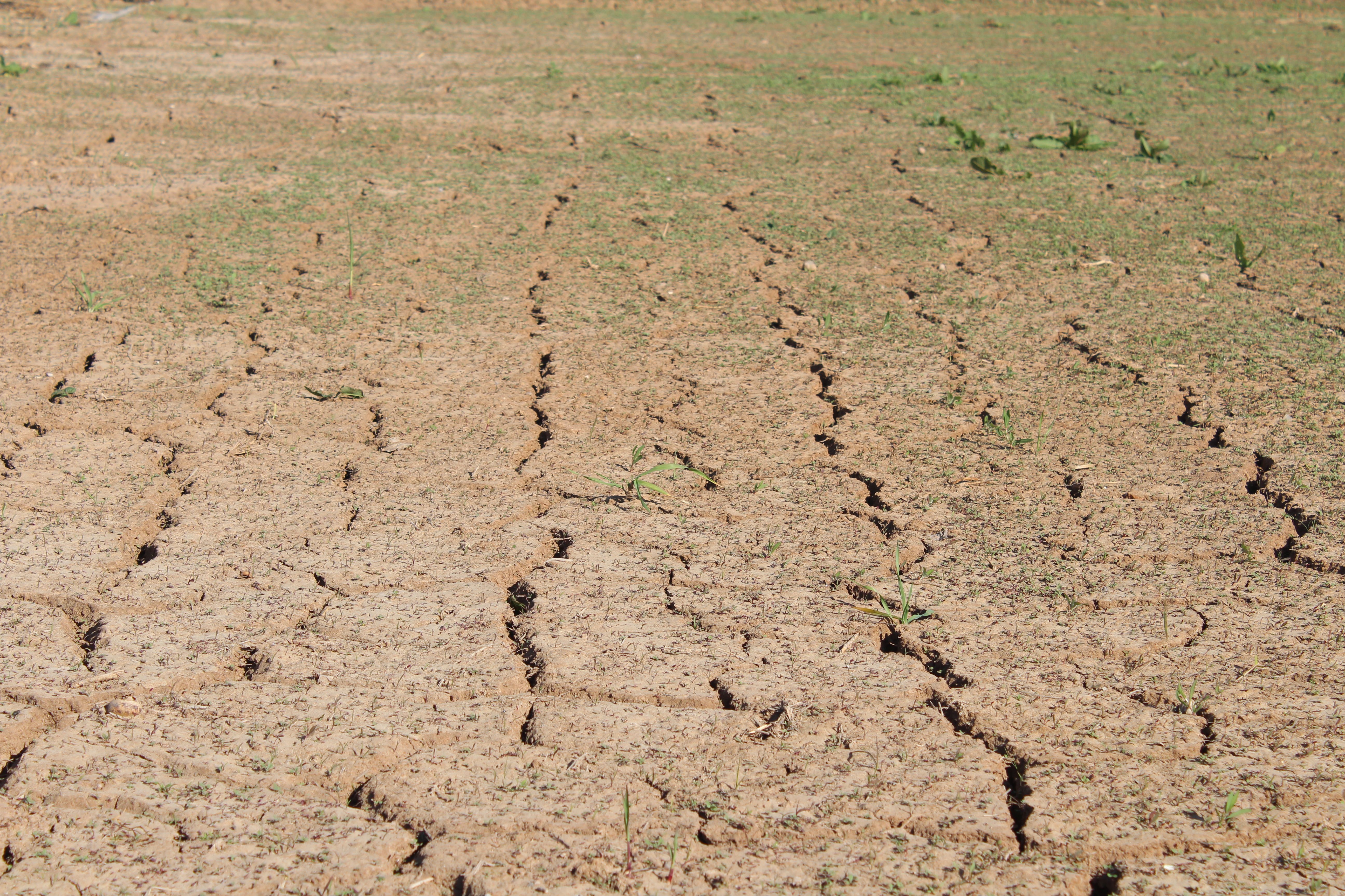 Starkes El Niño könnte Dürren in Asien verschärfen