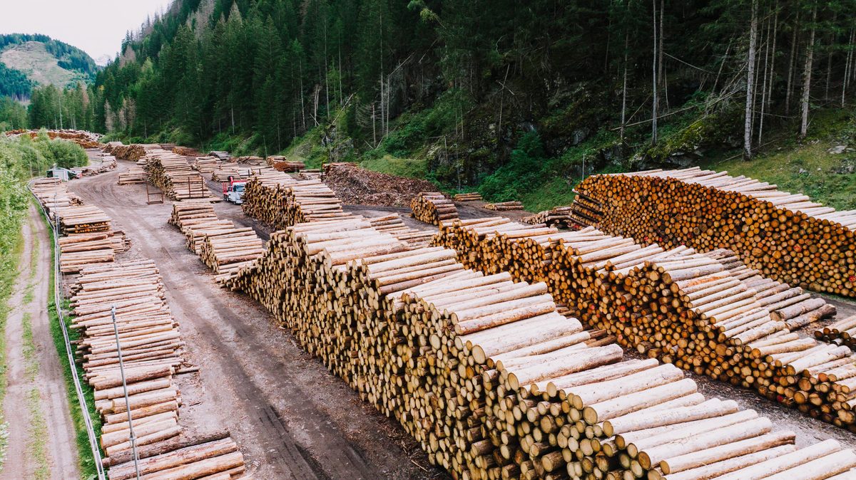 Kanada fordert Ausnahmen von EU-Entwaldungsregeln