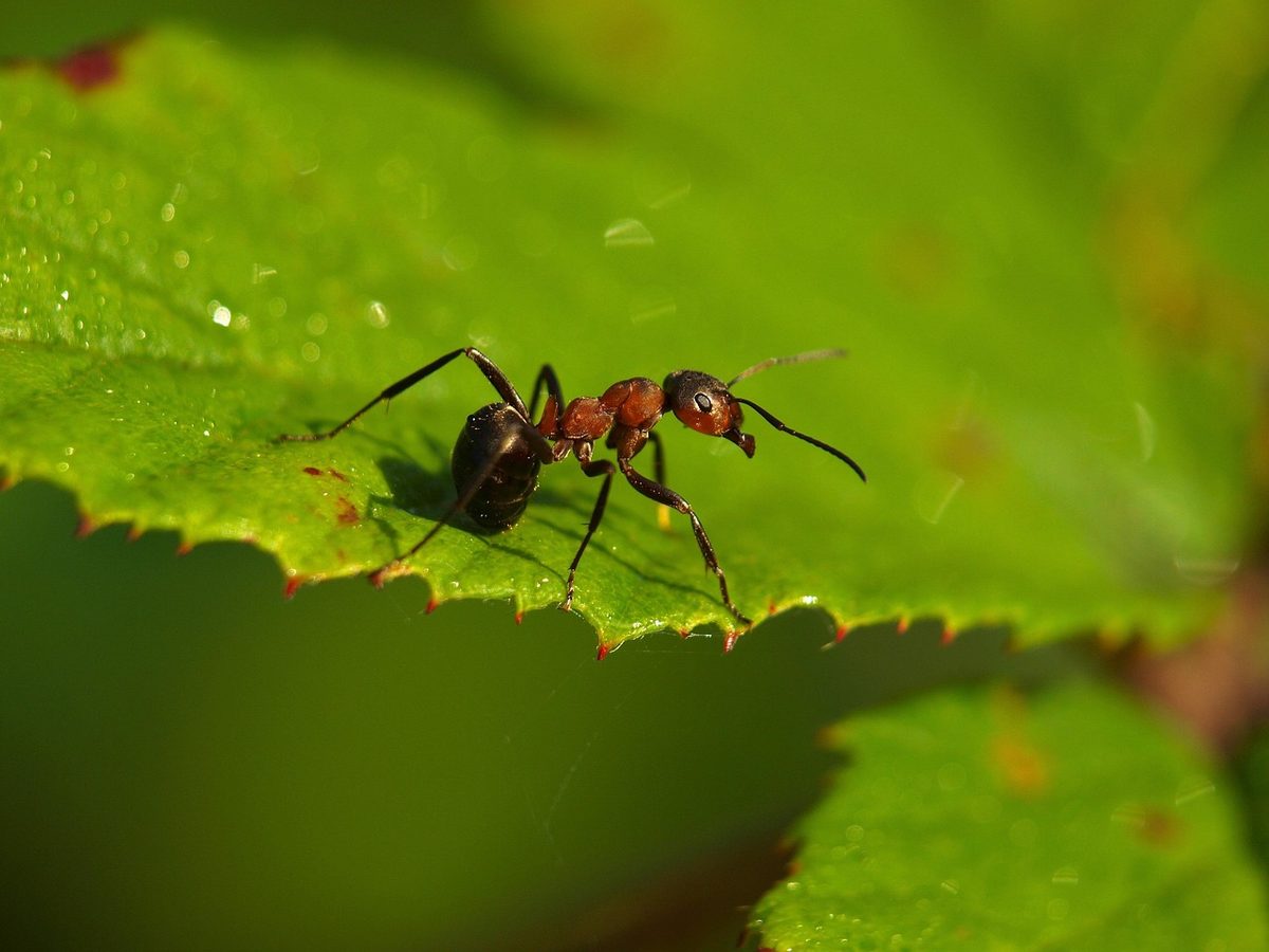 Invasive Ameisenart Tapinoma in rund 90 Kommunen nachgewiesen