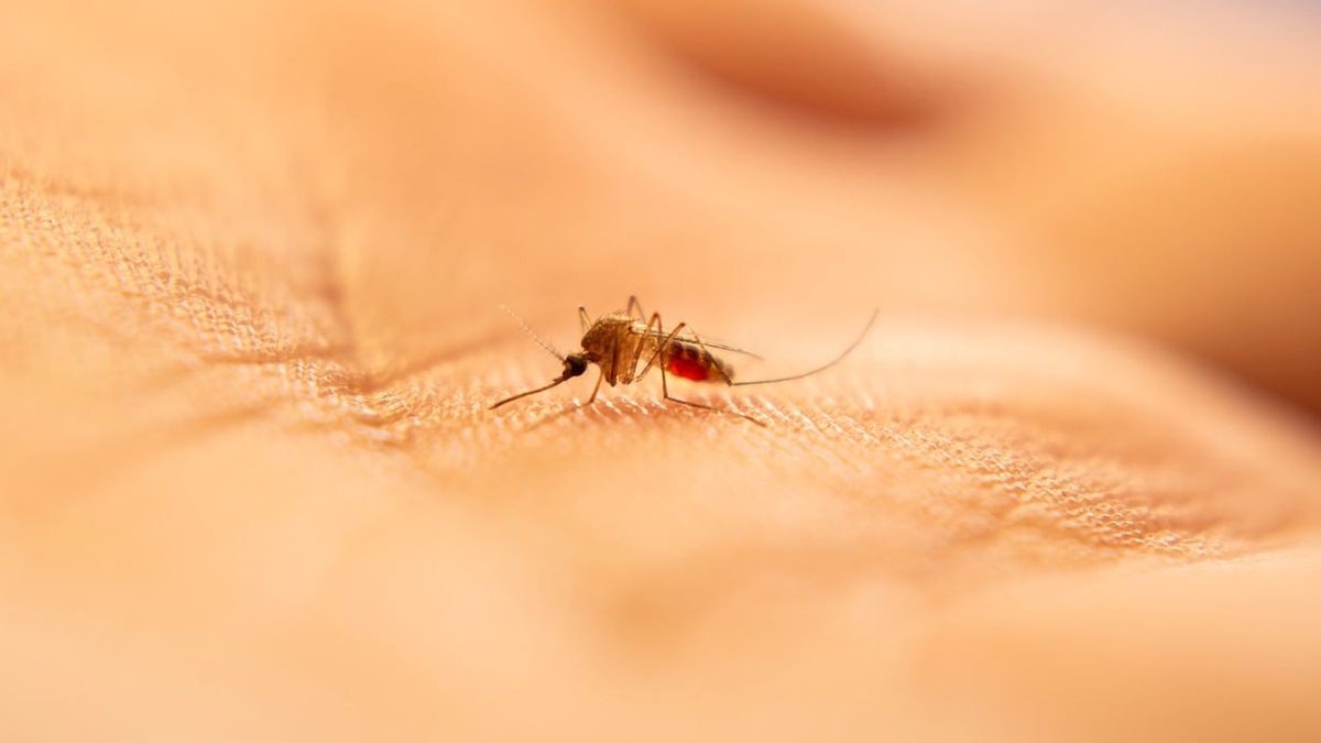 West-Nil-Virus erreicht mehrere europäische Länder