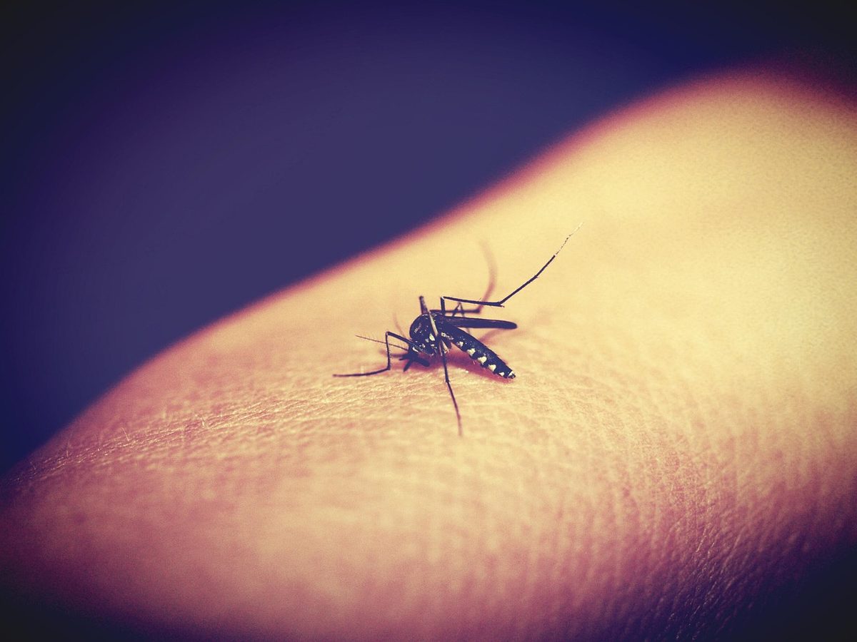 Florida-Kreise reagieren auf Anstieg von Dengue-Fieber