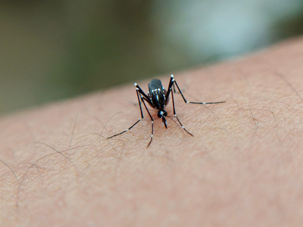 Florida erlebt größten Dengue-Ausbruch im kontinentalen US-Gebiet seit Jahrzehnten