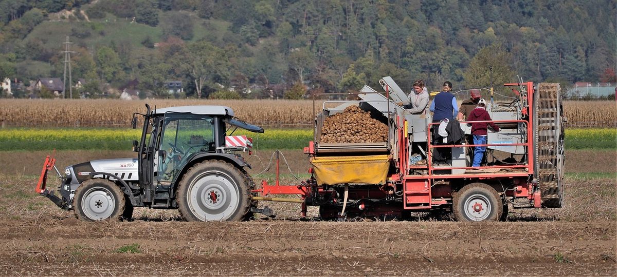 Österreich erwartet nahezu halbierte Erdäpfelernte