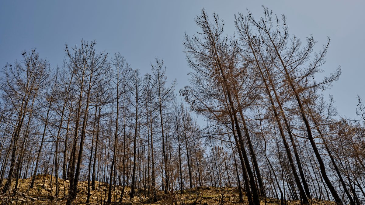 Trockenheit setzt Alpenwäldern bis in große Höhen zu