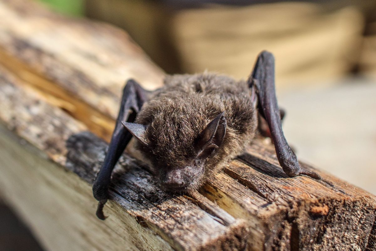 Genanalysen deuten auf europäischen Ursprung der Fledermäuse hin