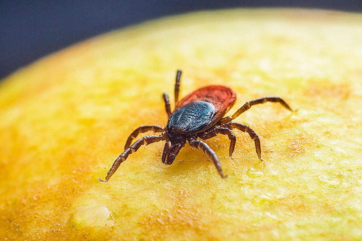 Zecken in Graubünden auch in höheren Lagen nachgewiesen