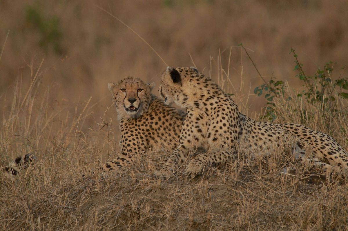 WWF meldet Rückgang von Wildtierpopulationen um 73 Prozent
