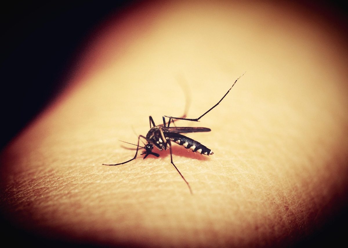 West-Nil-Virus breitet sich in Frankreich weiter aus