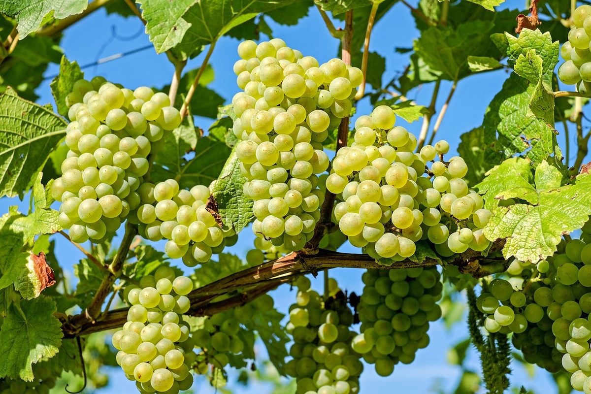 DWI prognostiziert für 2026 eine unterdurchschnittliche Weinernte