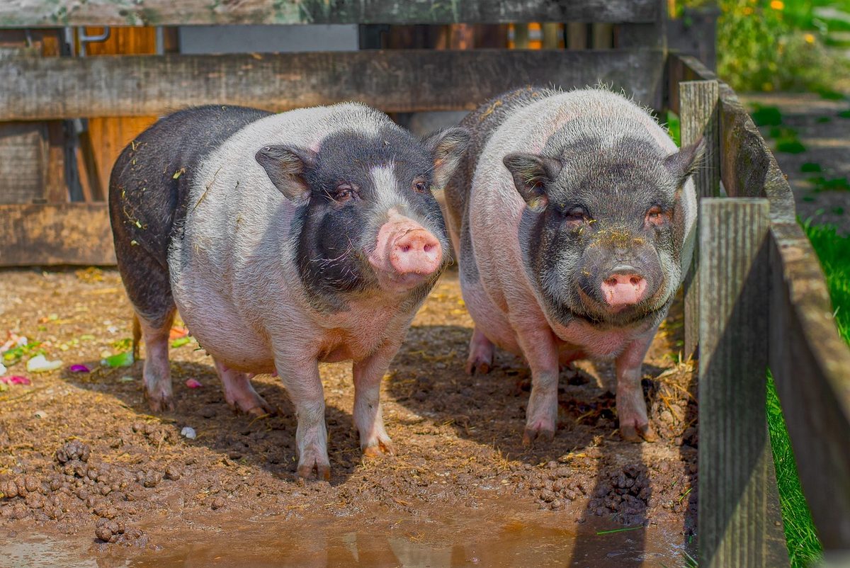 Veterinärdienst beschlagnahmt 53 Tiere auf Fricktaler Hof
