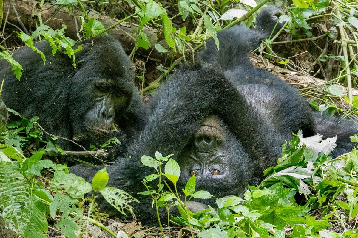 Vor der COP17 in Eriwan: Klima- und Artenschutz zusammen denken