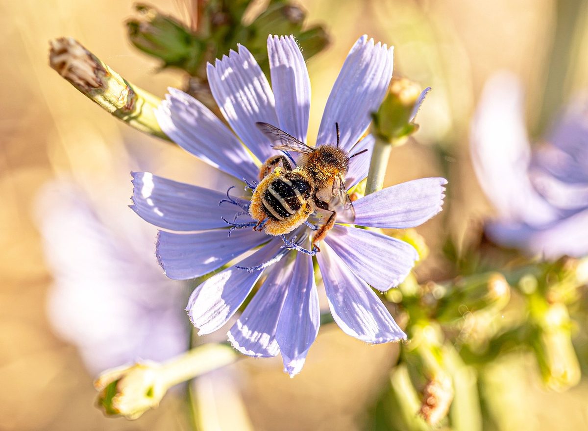 Mehr Wildbienenarten in Europa rückläufig als wachsend