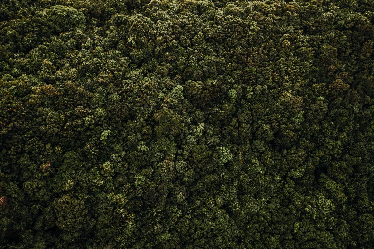 Brasiliens Oberstes Gericht setzt Genehmigung für Amazonas-Goldmine aus