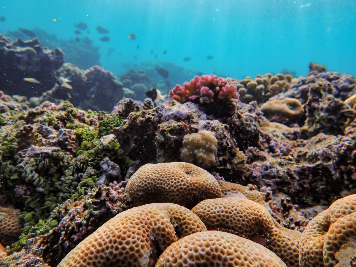 Flachwasser-Korallenriffe weltweit: 96 Prozent auf der Roten Liste der IUCN