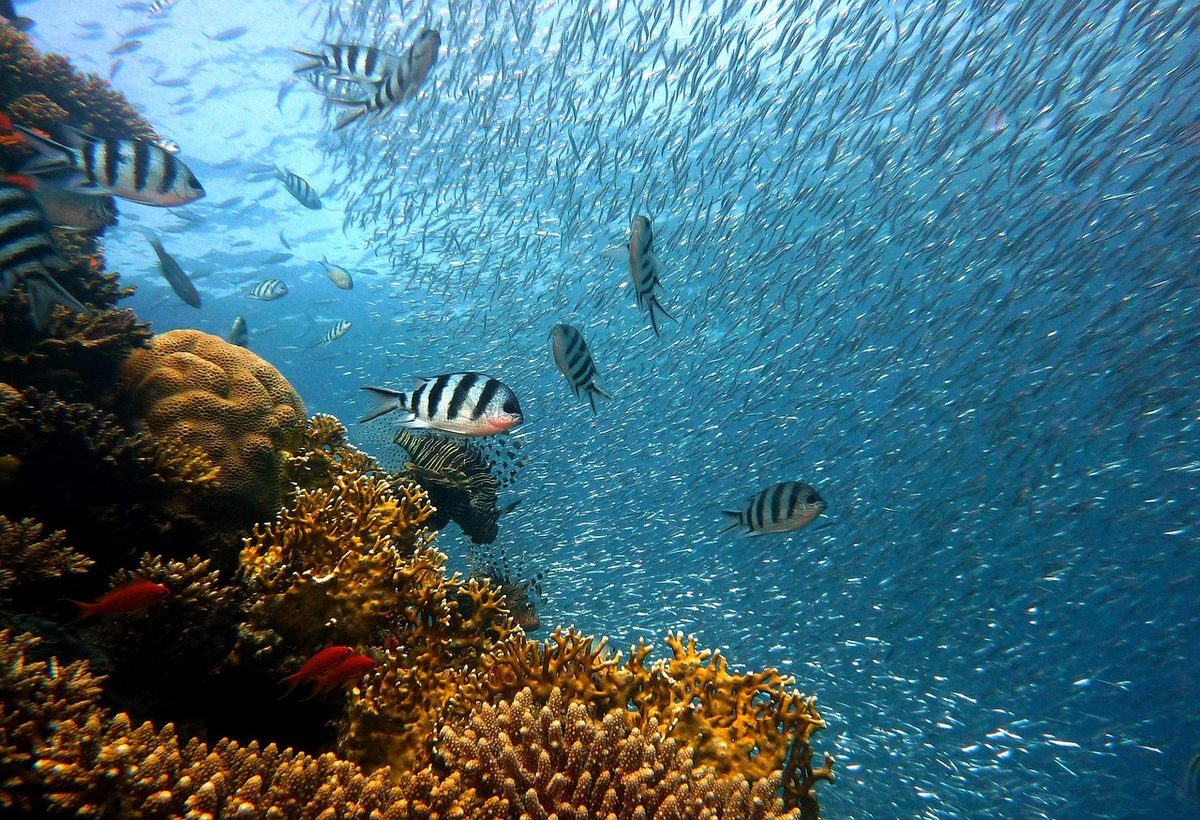 Fast alle Korallenriffe der Flachwasserzonen stehen laut IUCN vor dem Aussterben