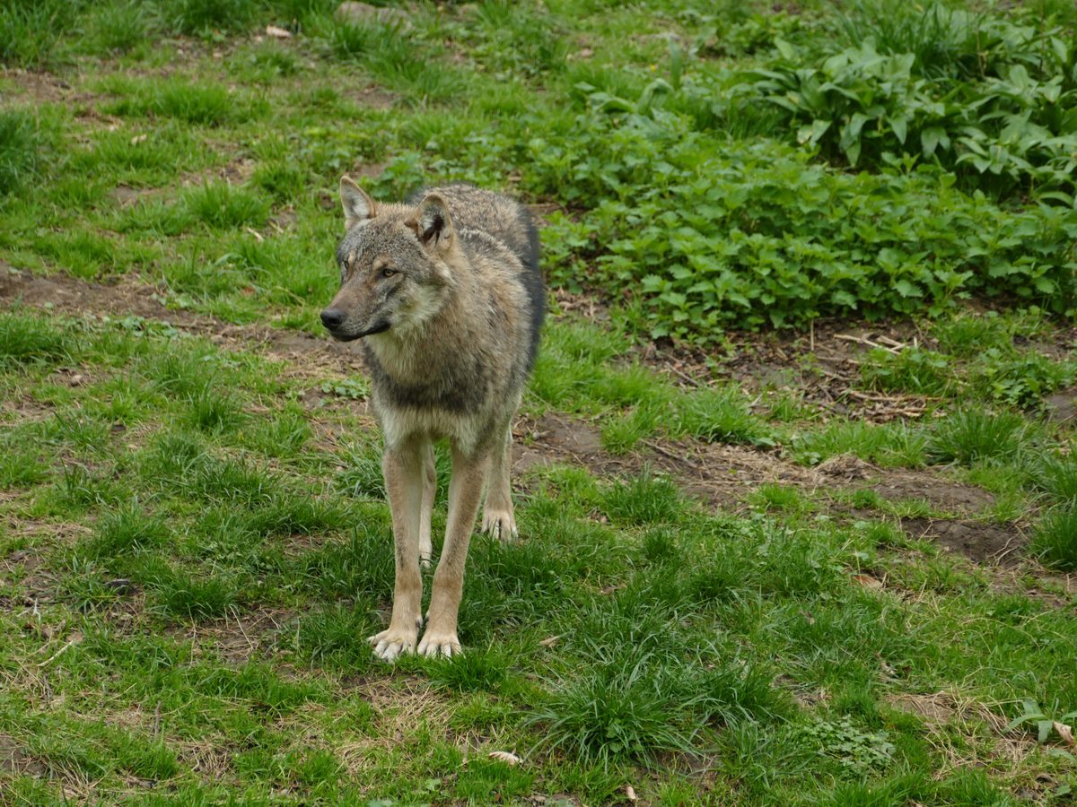 Wolf verletzt Achtjährige in Wildpark bei Baruth/Mark schwer