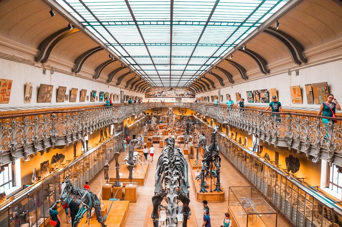 Forscher beschreiben neue Dinosaurier-Art aus Südengland