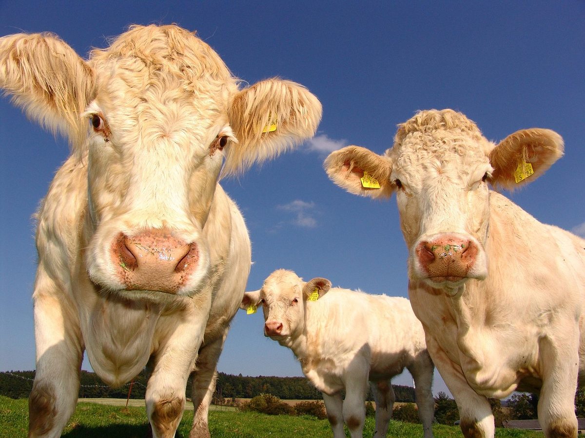 Schlachtpreis fällt erneut – Landwirte verlangen Handeln von Politik und Schlachtbetrieben